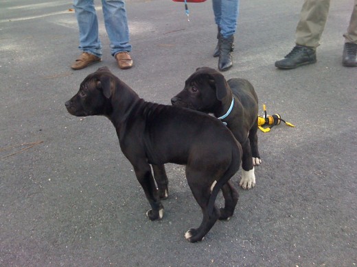 TAYS Y SU HERMANA KIRA(misma camada)